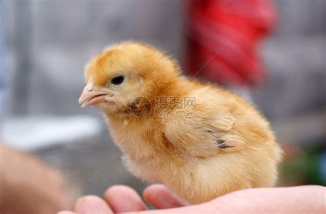 女手在养鸡场抱着一只小鸡高清图片下载-正版图片503653158-摄图网