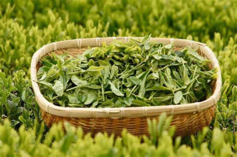 普洱市时木茶厂立体生态茶园建设成果有望进一步推广 - 茶叶新闻 - 山崖茶谈