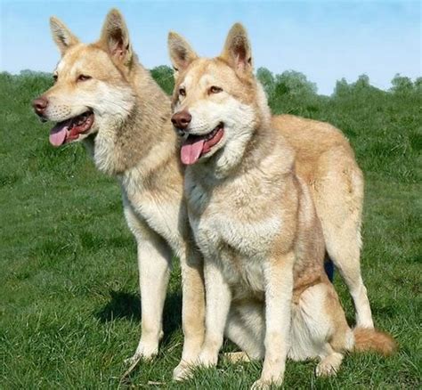 5种长得像狼的狗狗，相比2哈与阿拉斯加，只有它们具有狼的习性