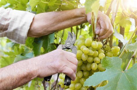 葡萄种植技术与管理（新手如何种植葡萄） - 花晓网