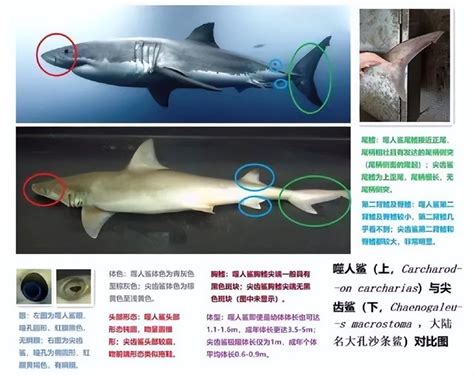 大白鲨捕食,画鲨鲨鱼,鲨3_大山谷图库