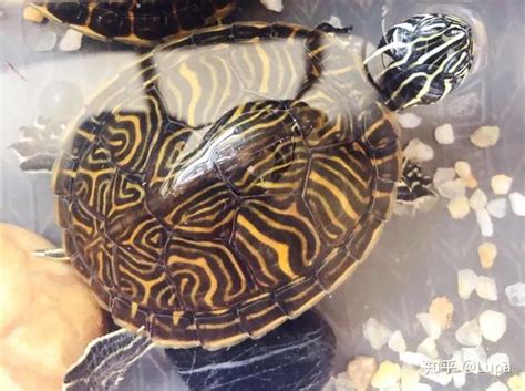 大河甜甜圈龟是深水龟吗（想要养好甜甜圈龟一定要注意6个要点）-蓝鲸创业社
