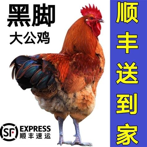 活鸡活鱼店名片设计图__广告设计_广告设计_设计图库_昵图网nipic.com
