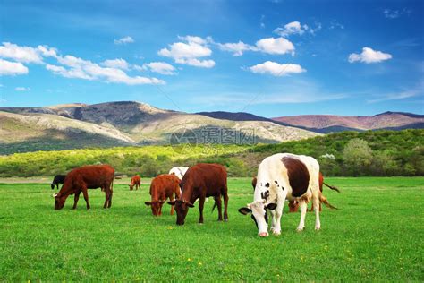 奶牛 两头牛 乳制品 农业 哺乳动物 牲畜 盯着牛 盯着图片下载 - 觅知网