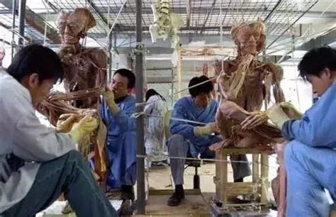 德国解剖学家6.5万个小时制作大象尸体标本 - 新浪新闻 - 欢宸文化传媒 佳友爱新学习网 佳友信息网