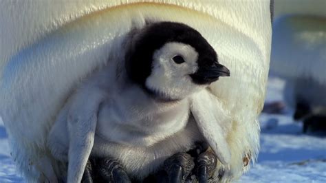 《大脚2》曝内地预告 会飞企鹅引爆南极总动员_娱乐_腾讯网