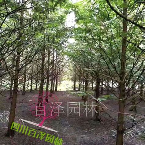 温江最大的苗木基地-百泽园林