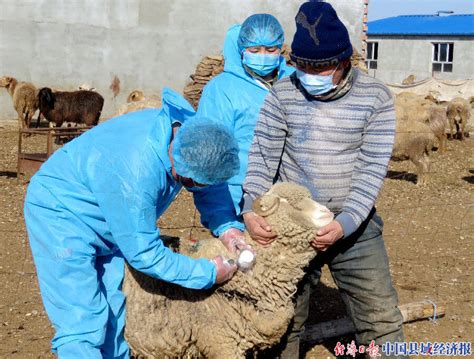 新疆昌吉市：全面开展春季重大动物疫病防控_县域经济网