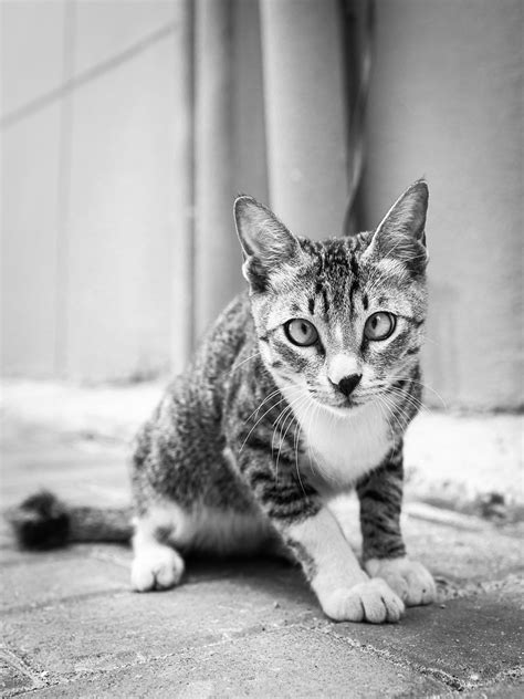 1只黑白猫咪|摄影|宠物摄影|佳佳拍照片 - 原创作品 - 站酷 (ZCOOL)