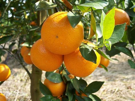 在重庆，哪里的柑橘最好吃？|重庆_新浪新闻