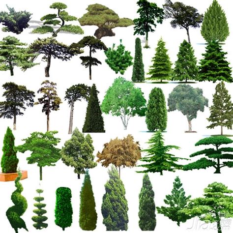 常绿乔木图片及名称,绿化树木名称及图片,南方常绿乔木图片_大山谷图库