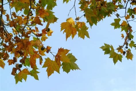 秋天梧桐树的意义