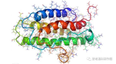 科研模式图中蛋白质分子的画法-如图所示|张老湿科研绘图