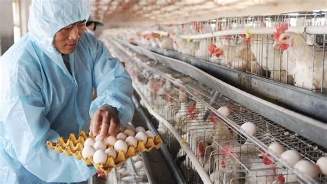 智慧鸡场,鸡场管理系统,养鸡软件,养殖管理系统,农牧养殖系统,SAP农牧