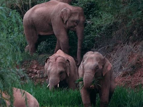 睡觉的大象图片-睡觉的大象图片素材免费下载-千库网