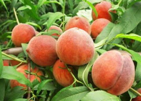 蜜桃成熟时，一款甜度创下了吉尼斯世界记录的桃子，你吃过吗