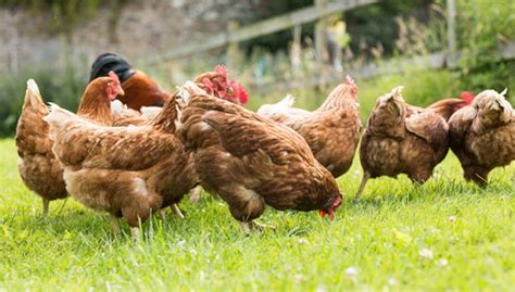 四川西充发生一起家禽H5N6亚型高致病性禽流感疫情|界面新闻 · 中国