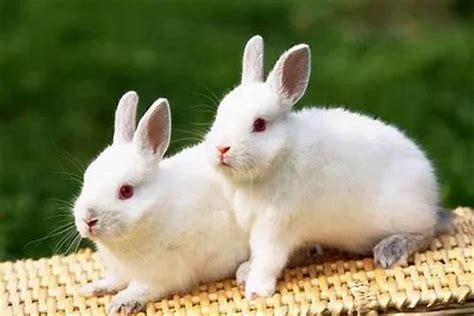 属兔的几月出生最好 兔宝宝几月出生命最好 - 万年历