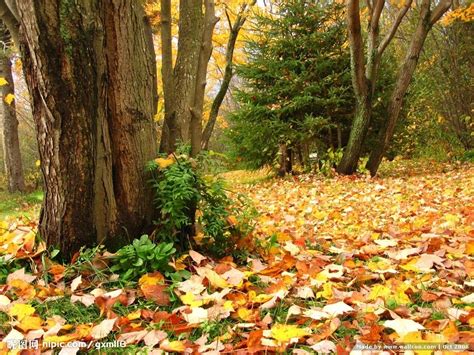 秋季秋天的落叶叶子公园太阳森林丰富多彩图片免费下载_自然风景素材免费下载_办图网