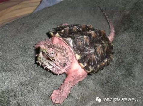 大鳄龟体色之变异