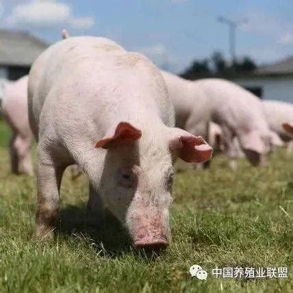 猪价回升，养殖基本盈亏平衡，九月之后养猪有望盈利！_生猪_价格_成本