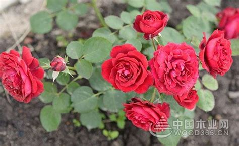 玫瑰数量的含义是什么(七夕过了还要送花！这个月的情人节，送玫瑰花要选好数量和品种) - 【爱喜匠】