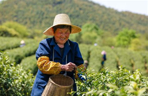 安徽铜陵：荒山种出“黄金茶”-人民图片网