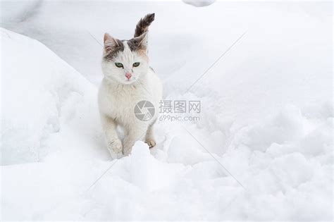 小猫在雪地滑雪中溜过雪猫慢地把高清图片下载-正版图片506153641-摄图网