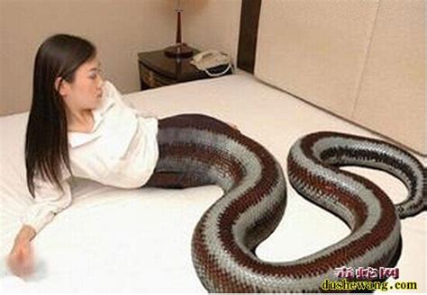 美人蛇图片_蛇的图片_毒蛇网