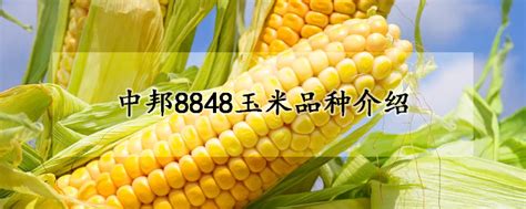 中邦8848玉米品种介绍 —【发财农业网】