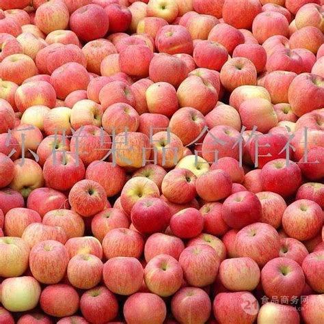 珠海红富士苹果批发多钱一斤红富士苹果格 山东临沂 乐群水果基地-食品商务网