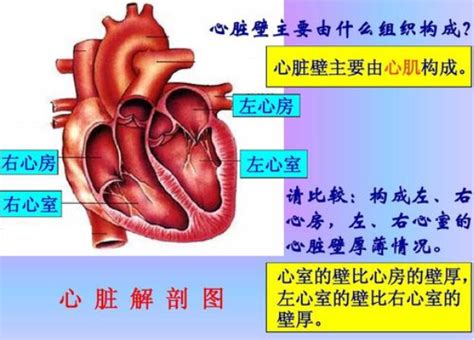 心率变异性HRV_世纪天鸿康健（北京）科学仪器有限公司