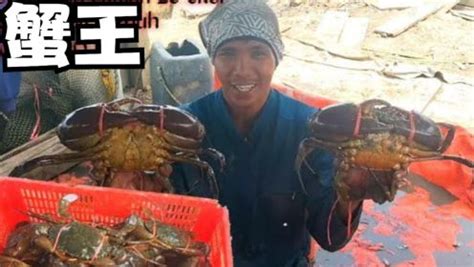 越南青蟹王到底有多大，让大家见识一下渔民抓青蟹，三斤起步个头