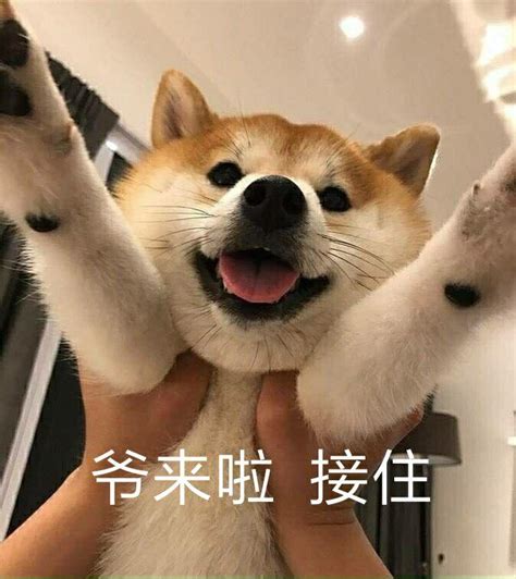 表情包非主流狗头像