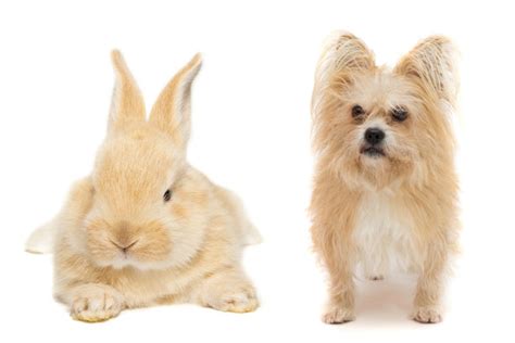 搞笑动物之我家的狗长的和兔子一样|兔子|动物|汉堡_新浪新闻
