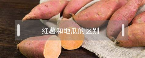 地瓜红薯番薯高清图片下载-正版图片500713510-摄图网