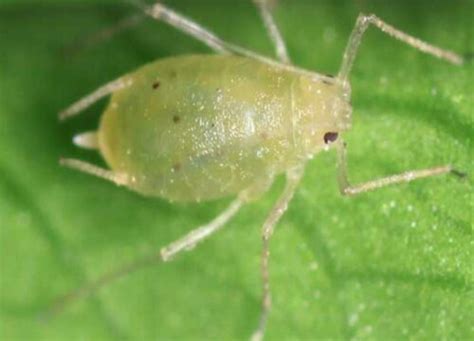 植物蚜虫是怎么产生的（关于农作物滋生蚜虫原因及处理）-植物说