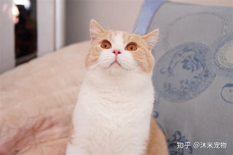 猫 动物 动物福利 家猫 宠物 宿醉 小猫 猫的眼睛图片下载 - 觅知网