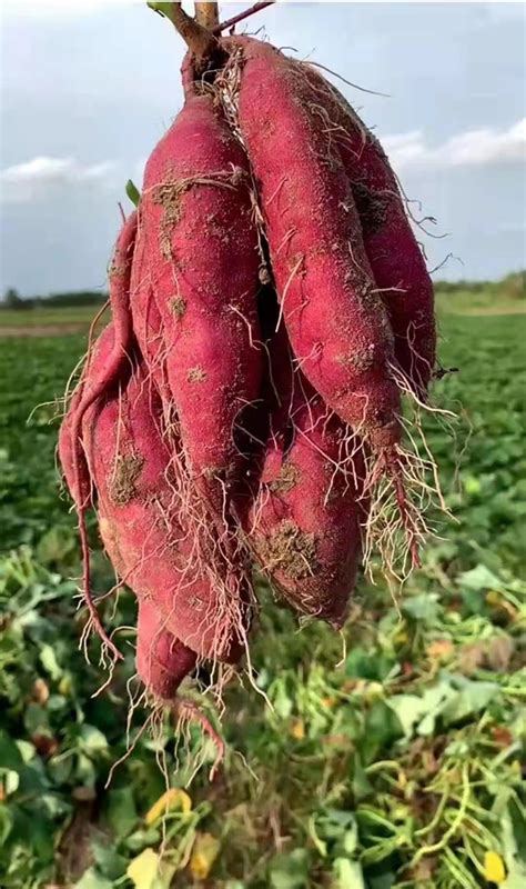 红薯什么时候种植？地瓜苗的种植季节 - 种植技术 - 第一农经网