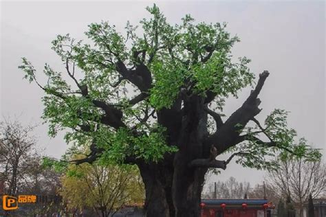 作为中国人, 你要知道什么是最好的镇宅树|最好|中国人|环境_新浪新闻