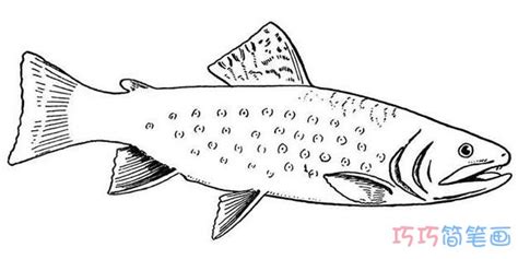 深海鱼素描怎么画好看简单_海洋鱼的画法简笔画图片 - 巧巧简笔画