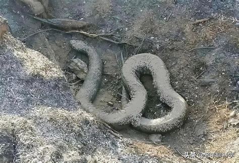 村民挖出罕见“两头蛇” 最初以为是大蚯蚓(含视频)_手机新浪网