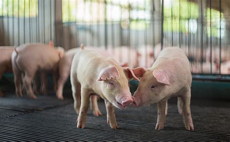 猪价继续上行，养殖ETF（159865）涨超0.9%，中牧股份涨超6.1%|界面新闻