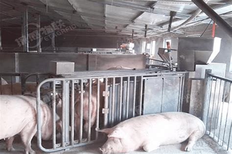 自动化精准饲喂系统提升母猪饲养管理水平