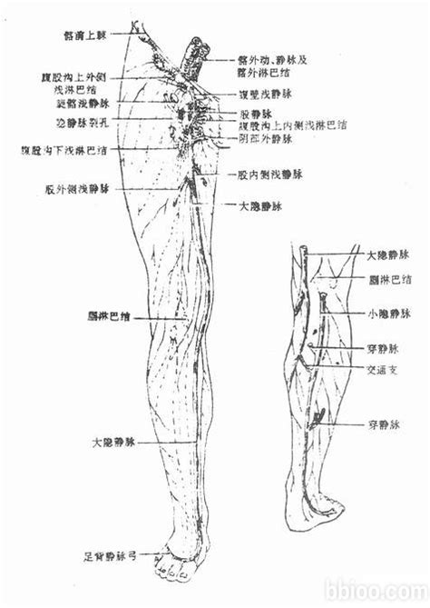 小隐静脉解剖图图片