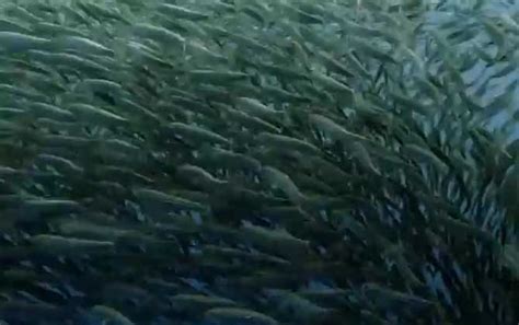 日本一沙滩惊现大量沙丁鱼是怎么回事 沙丁鱼出现和地震有关吗 _八宝网
