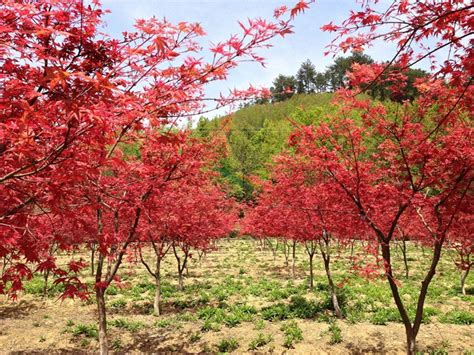 常年红的红枫树是什么品种-苗木知道-河北百盛苗木