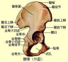 图8 骶骨与尾骨(前面观)-人体解剖学实验-医学