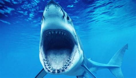 鲨鱼种类图片介绍（十种最危险的鲨鱼简介） – 碳资讯