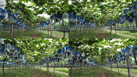 葡萄的生长环境和条件 - 惠农网